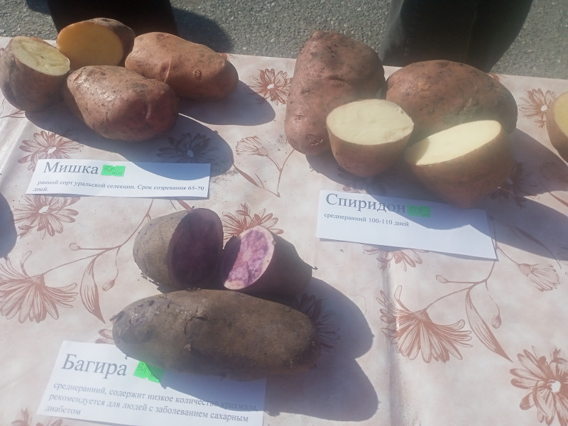 Дары осени.